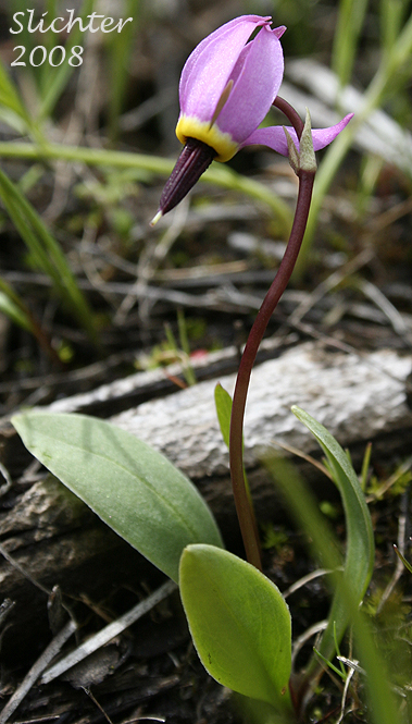Bonneville Shooting Star, Desert Shooting Star, Slimpod Shooting Star: Dodecatheon conjugens (Synonyms: Dodecatheon conjugens ssp. conjugens, Dodecatheon conjugens ssp. leptophyllum, Dodecatheon conjugens var. conjugens, Dodecatheon conjugens ssp. viscidum, Dodecatheon conjugens var. conjugens, Dodecatheon conjugens var. viscidum)