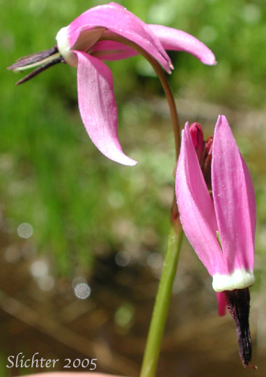 Jeffrey's Shootingstar, Jeffrey's Shooting Star, Tall Mountain Shootingstar, Tall Mountain Shooting Star: Dodecatheon jeffreyi (Synonyms: Dodecatheon jeffreyi ssp. pygmaeum, Dodecatheon jeffreyi var. viviparum, Primula jeffreyi)