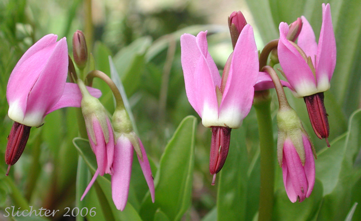 Jeffrey's Shootingstar, Jeffrey's Shooting Star, Tall Mountain Shootingstar, Tall Mountain Shooting Star: Dodecatheon jeffreyi (Synonyms: Dodecatheon jeffreyi ssp. pygmaeum, Dodecatheon jeffreyi var. viviparum, Primula jeffreyi)