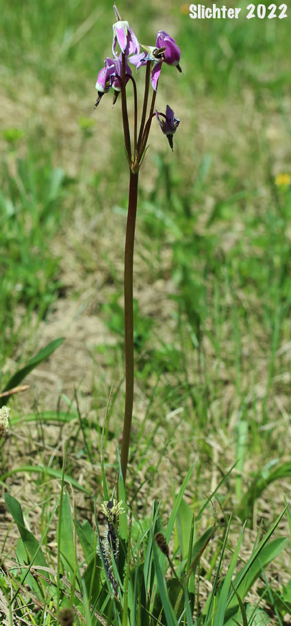 Jeffrey's Shootingstar, Jeffrey's Shooting Star, Tall Mountain Shootingstar, Tall Mountain Shooting Star: Dodecatheon jeffreyi (Synonyms: Dodecatheon jeffreyi ssp. pygmaeum, Dodecatheon jeffreyi var. viviparum, Primula jeffreyi)