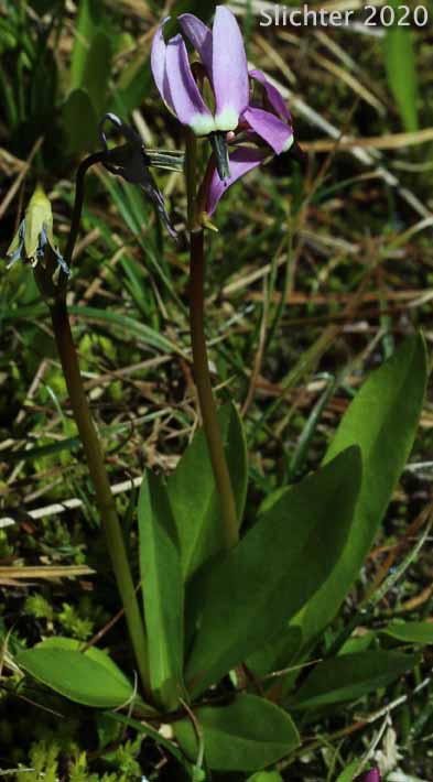 Jeffrey's Shootingstar, Jeffrey's Shooting Star, Tall Mountain Shootingstar, Tall Mountain Shooting Star: Dodecatheon jeffreyi (Synonyms: Dodecatheon jeffreyi ssp. pygmaeum, Dodecatheon jeffreyi var. viviparum, Primula jeffreyi)