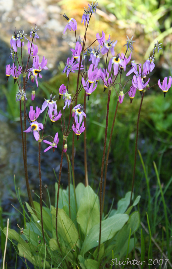 Poet's Shootingstar, Poet's Shooting Star, Narcissus Shooting Star: Dodecatheon poeticum (Synonym: Primula poetica)