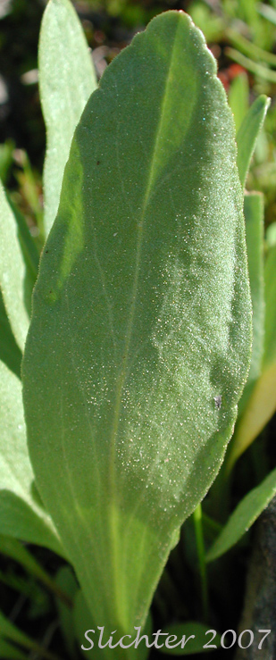 Basal leaves of poeticum/poeticum1a.jpg