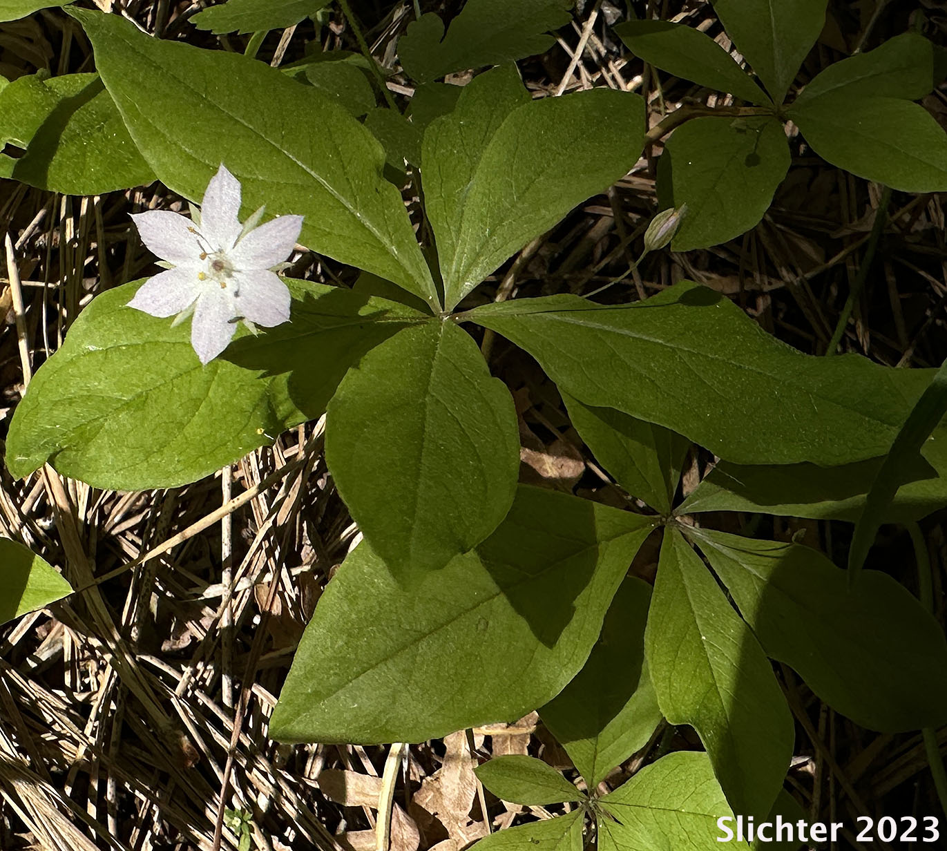 Broad-leaf Starflower, Broad-leaved Starflower, Western Starflower: Trientalis borealis ssp. latifolia (Synonyms: Alsinanthemum europaeum var. latifolium, Trientalis borealis ssp. latifolia, Trientalis europaea var. latifolia, Trientalis latifolia)