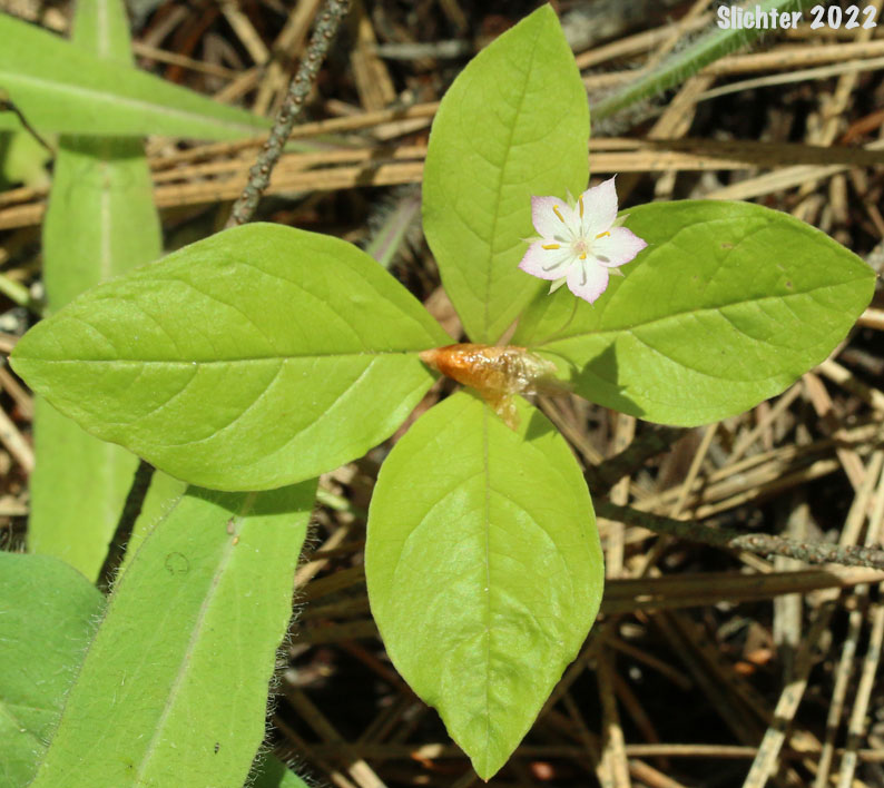 Broad-leaf Starflower, Broad-leaved Starflower, Western Starflower: Trientalis borealis ssp. latifolia (Synonyms: Alsinanthemum europaeum var. latifolium, Trientalis borealis ssp. latifolia, Trientalis europaea var. latifolia, Trientalis latifolia)