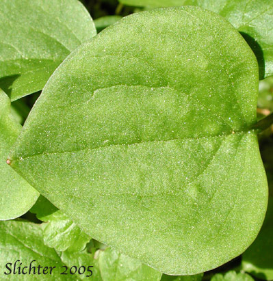 Leaf of Broadleaf Springbeauty, Broad-leaved Spring Beauty, Heart-leaf Springbeauty: Claytonia cordifolia (Synonyms: Claytonia sibirica var. cordifolia, Montia cordifolia)