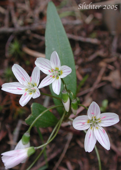 Western Spring Beauty, Lance-leaf Spring Beauty: Claytonia lanceolata (Synonyms: Claytonia caroliniana, Claytonia caroliniana var. piersonii, Claytonia lanceolata ssp. chrysantha, Clatonia lanceolata var. idahoensis, Claytonia lanceolata var. piersonii, Claytonia sessilifolia)