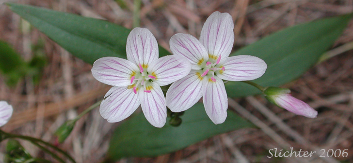 Western Spring Beauty, Lance-leaf Spring Beauty: Claytonia lanceolata (Synonyms: Claytonia caroliniana, Claytonia caroliniana var. piersonii, Claytonia lanceolata ssp. chrysantha, Clatonia lanceolata var. idahoensis, Claytonia lanceolata var. piersonii, Claytonia sessilifolia)
