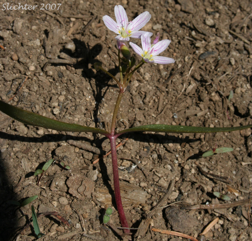 Western Spring Beauty, Lance-leaf Spring Beauty: Claytonia lanceolata (Synonyms: Claytonia caroliniana, Claytonia caroliniana var. piersonii, Claytonia lanceolata ssp. chrysantha, Clatonia lanceolata var. idahoensis, Claytonia lanceolata var. piersonii, Claytonia sessilifolia)