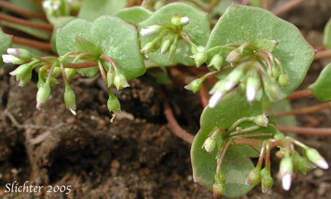 Inflorescence and connate stem leaves of Erubescent Miner's Lettuce, Red Miner's Lettuce, Redstem Springbeauty: Claytonia rubra ssp. rubra (Synonyms: Montia perfoliata (in part), Montia rubra)