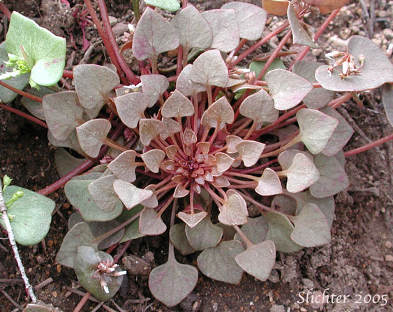 Red Miners Lettuce, Erubescent Miner's Lettuce, Redstem Springbeauty: Claytonia rubra ssp. rubra (Synonym: Montia rubra)