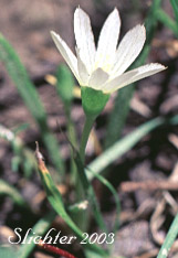 Nevada Bitter-root, Nevada Lewisia: Lewisia nevadensis (Synonyms: Calandrinia nevadensis, Claytonia grayana, Lewisia bernardina, Lewisia minima, Lewisia pygmaea var. nevadensis, Oreobroma nevadensis)