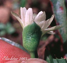 Nevada Bitter-root, Nevada Lewisia: Lewisia nevadensis (Synonyms: Calandrinia nevadensis, Claytonia grayana, Lewisia bernardina, Lewisia minima, Lewisia pygmaea var. nevadensis, Oreobroma nevadensis)