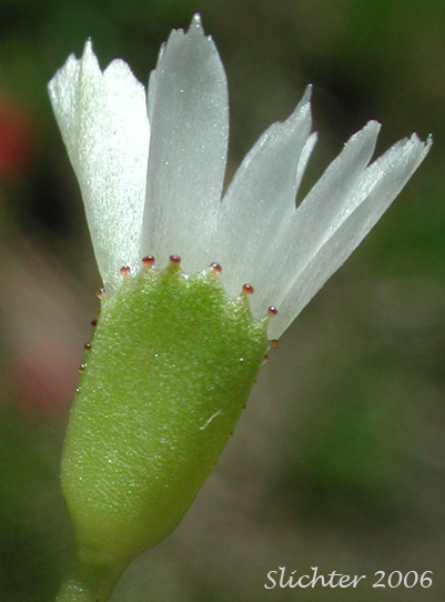 Close-up of the sepals of Alpine Lewisia, Alpine Bitter-root, Dwarf Lewisia, Pygmy Lewisia: Lewisia pygmaea (Synonyms: Calandrinia grayi, Calandrinia pygmaea, Lewisia exarticulata, Lewisia glandulosa, Lewisia minima, Lewisia pygmaea var. aridorum, Lewisia pygmaea var. pygmaea, Lewisia pygmaeum, Lewisia pygmaeum var. aridorum, Lewisia sierrae, Oreobroma aridorum, Oreobroma pygmaeum, Talinum pygmaeum)