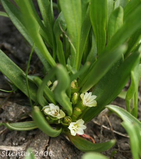 Alpine Lewisia, Alpine Bitter-root, Dwarf Lewisia, Pygmy Lewisia: Lewisia pygmaea (Synonyms: Calandrinia grayi, Calandrinia pygmaea, Lewisia exarticulata, Lewisia glandulosa, Lewisia minima, Lewisia pygmaea var. aridorum, Lewisia pygmaea var. pygmaea, Lewisia pygmaeum, Lewisia pygmaeum var. aridorum, Lewisia sierrae, Oreobroma aridorum, Oreobroma pygmaeum, Talinum pygmaeum)