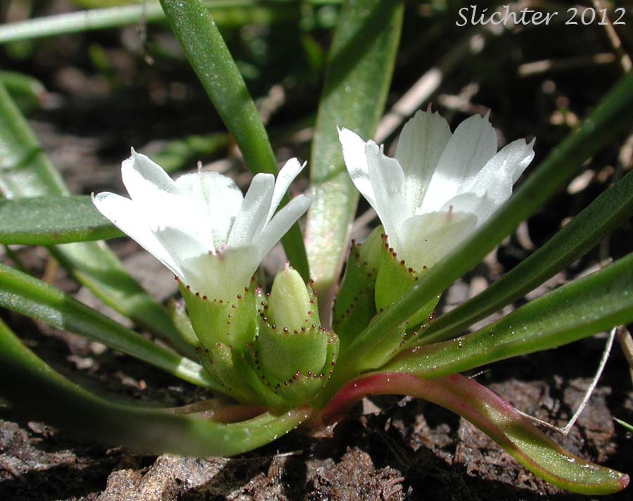 Alpine Lewisia, Alpine Bitter-root, Dwarf Lewisia, Pygmy Lewisia: Lewisia pygmaea (Synonyms: Calandrinia grayi, Calandrinia pygmaea, Lewisia exarticulata, Lewisia glandulosa, Lewisia minima, Lewisia pygmaea var. aridorum, Lewisia pygmaea var. pygmaea, Lewisia pygmaeum, Lewisia pygmaeum var. aridorum, Lewisia sierrae, Oreobroma aridorum, Oreobroma pygmaeum, Talinum pygmaeum)