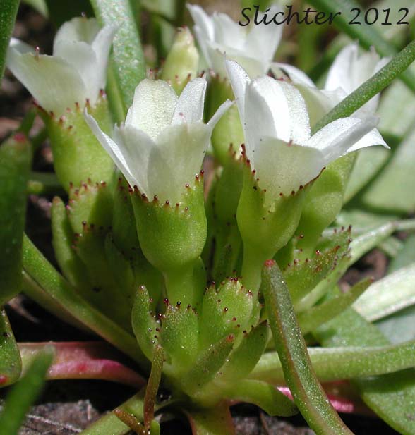 Alpine Lewisia, Alpine Bitter-root, Dwarf Lewisia, Pygmy Lewisia: Lewisia pygmaea (Synonyms: Calandrinia grayi, Calandrinia pygmaea, Lewisia exarticulata, Lewisia glandulosa, Lewisia minima, Lewisia pygmaea var. aridorum, Lewisia pygmaea var. pygmaea, Lewisia pygmaeum, Lewisia pygmaeum var. aridorum, Lewisia sierrae, Oreobroma aridorum, Oreobroma pygmaeum, Talinum pygmaeum)