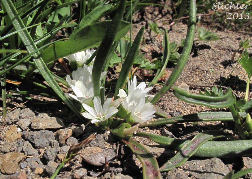 Alpine Lewisia, Alpine Bitter-root, Dwarf Lewisia, Pygmy Lewisia: Lewisia pygmaea (Synonyms: Calandrinia grayi, Calandrinia pygmaea, Lewisia exarticulata, Lewisia glandulosa, Lewisia minima, Lewisia pygmaea var. aridorum, Lewisia pygmaea var. pygmaea, Lewisia pygmaeum, Lewisia pygmaeum var. aridorum, Lewisia sierrae, Oreobroma aridorum, Oreobroma pygmaeum, Talinum pygmaeum)