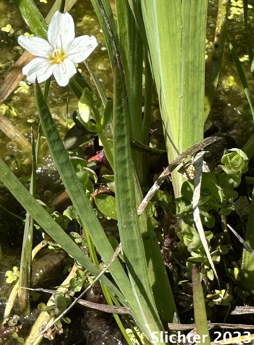 Chamisso's Montia, Water Montia: Montia chamissoi (Synonyms: Claytonia chamissoi, Crunocallis chamissoi)