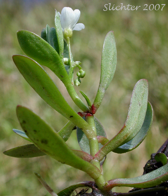 Stem leaves of Chamisso's Montia, Water Montia: Montia chamissoi (Synonyms: Claytonia chamissoi, Crunocallis chamissoi)