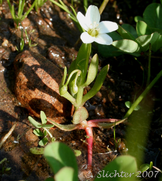 Chamisso's Montia, Water Montia: Montia chamissoi (Synonyms: Claytonia chamissoi, Crunocallis chamissoi)
