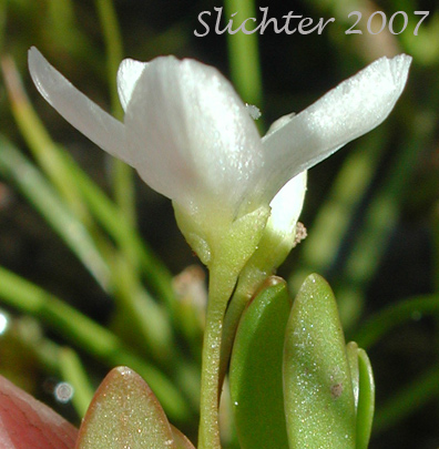 Corolla and sepals of Chamisso's Montia, Water Montia: Montia chamissoi (Synonyms: Claytonia chamissoi, Crunocallis chamissoi)