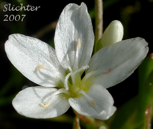 Flower of Chamisso's Montia, Water Montia: Montia chamissoi (Synonyms: Claytonia chamissoi, Crunocallis chamissoi)