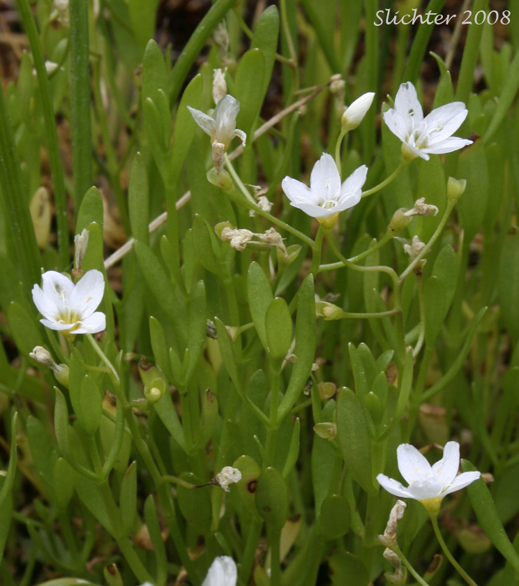Chamisso's Montia, Water Montia: Montia chamissoi (Synonyms: Claytonia chamissoi, Crunocallis chamissoi)