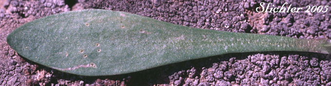 Leaf of Chamisso's Montia, Water Montia: Montia chamissoi (Synonyms: Claytonia chamissoi, Crunocallis chamissoi)