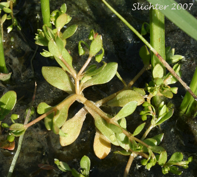 Water Blinks, Water Chickweed: Montia fontana (Synonyms: Claytonia hallii, Montia clara, Montia fontana ssp. fontana, Montia fontana var. lamprosperma, Montia fontana var. tenerrima, Montia funstonii, Montia hallii, Montia minor)