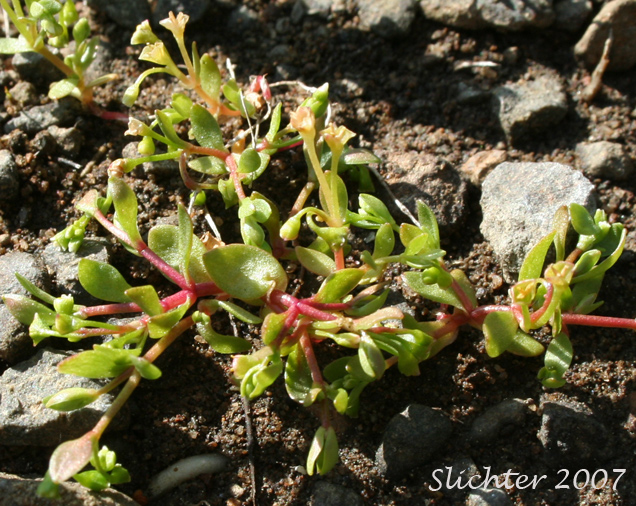 Water Blinks, Water Chickweed: Montia fontana (Synonyms: Claytonia hallii, Montia clara, Montia fontana ssp. fontana, Montia fontana var. lamprosperma, Montia fontana var. tenerrima, Montia funstonii, Montia hallii, Montia minor)