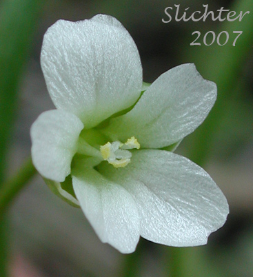 Flower of Line-leaf Montia, Lineleaf Indian Lettuce, Narrowleaf Miner's-lettuce, Narrowleaf Montia, Narrow-leaved Montia: Montia linearis (Synonym: Claytonia linearis)