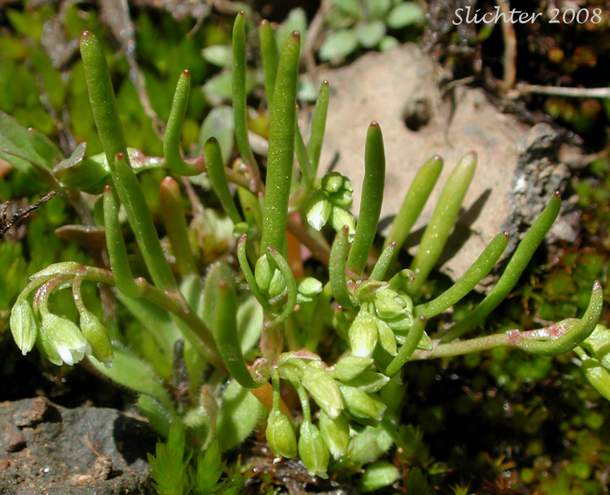 Line-leaf Montia, Lineleaf Indian Lettuce, Narrowleaf Miner's-lettuce, Narrowleaf Montia, Narrow-leaved Montia: Montia linearis (Synonym: Claytonia linearis)