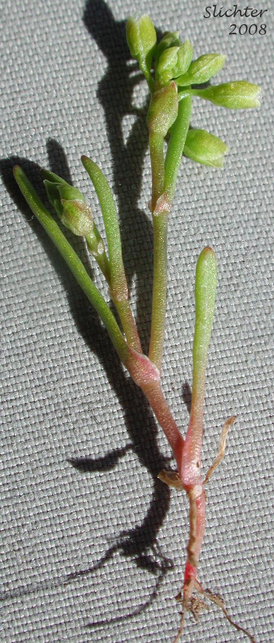 Line-leaf Montia, Lineleaf Indian Lettuce, Narrowleaf Miner's-lettuce, Narrowleaf Montia, Narrow-leaved Montia: Montia linearis (Synonym: Claytonia linearis)
