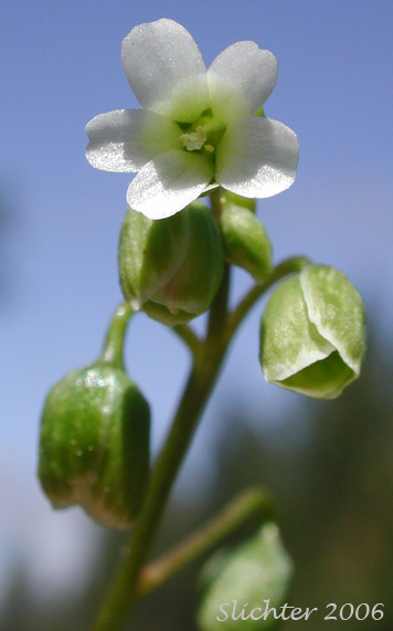 Inflorescence of Line-leaf Montia, Lineleaf Indian Lettuce, Narrowleaf Miner's-lettuce, Narrowleaf Montia, Narrow-leaved Montia: Montia linearis (Synonym: Claytonia linearis)