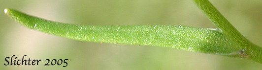 Stem leaf of Line-leaf Montia, Lineleaf Indian Lettuce, Narrowleaf Miner's-lettuce, Narrowleaf Montia, Narrow-leaved Montia: Montia linearis (Synonym: Claytonia linearis)