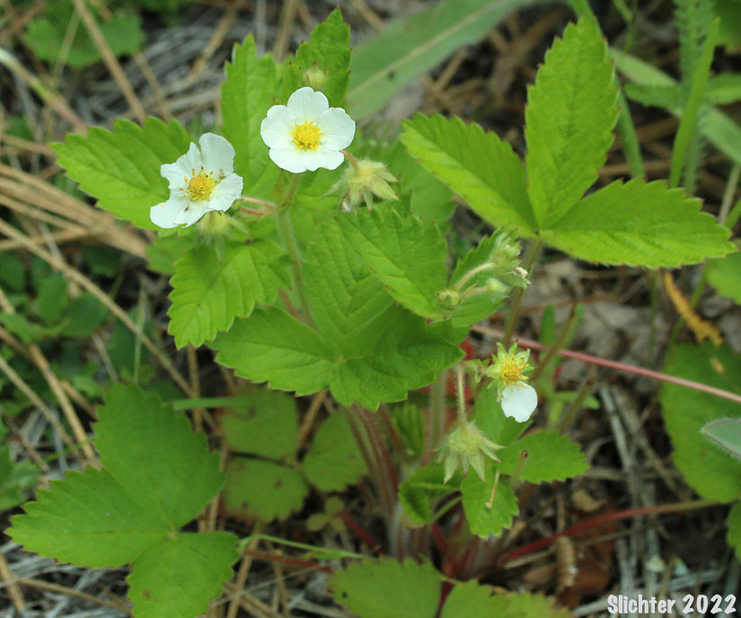 Pacific Strawberry, Woodland Strawberry, Wood Strawberry, Woods Strawberry: Fragaria vesca ssp. californica (Synonyms: ragaria bracteata, Fragaria crinita, Fragaria helleri, Fragaria vesca ssp. bracteata, Fragaria vesca var. bracteata, Fragaria vesca var. crinita)