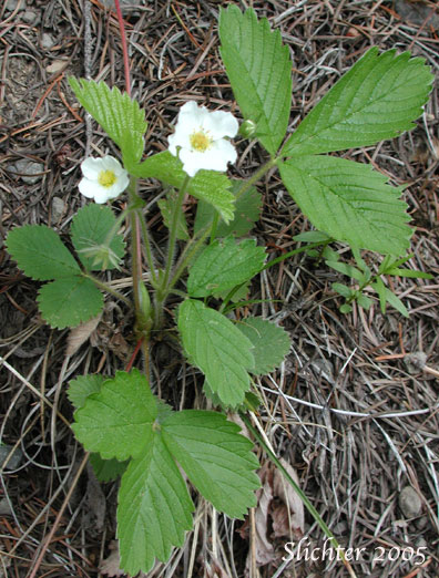 Pacific Strawberry, Woodland Strawberry, Wood Strawberry, Woods Strawberry: Fragaria vesca ssp. californica (Synonyms: Fragaria bracteata, Fragaria crinita, Fragaria helleri, Fragaria vesca ssp. bracteata, Fragaria vesca var. bracteata, Fragaria vesca var. crinita)