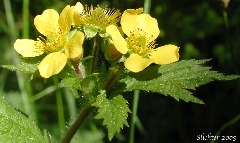 Large-leaf Avens: Geum macrophhyllum