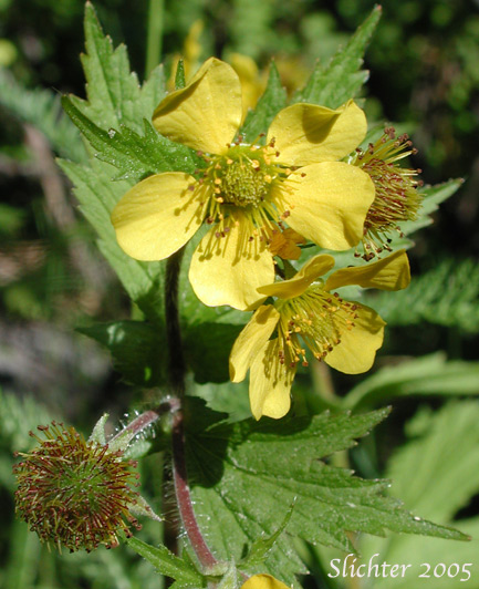 Bigleaf Avens, Largeleaved Avens: Geum macrophyllum (Synonyms: Geum macrophyllum ssp. macrophyllum, Geum macrophyllum ssp. perincisum, Geum macrophyllum var. macrophyllum, Geum macrophyllum var. perincisum, Geum macrophyllum var. rydbergii, Geum oregonense, Geum perincisum, Geum perincisum var. intermedium)