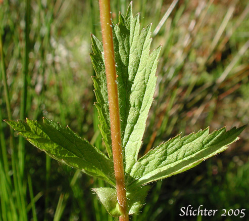 Stem leaf of Large-leaf Avens: Geum macrophhyllum