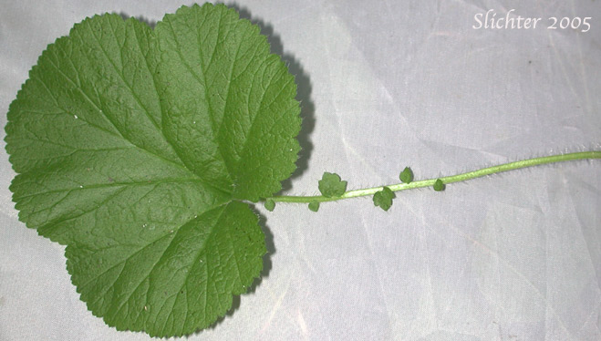 Basal leaf of Large-leaf Avens: Geum macrophhyllum