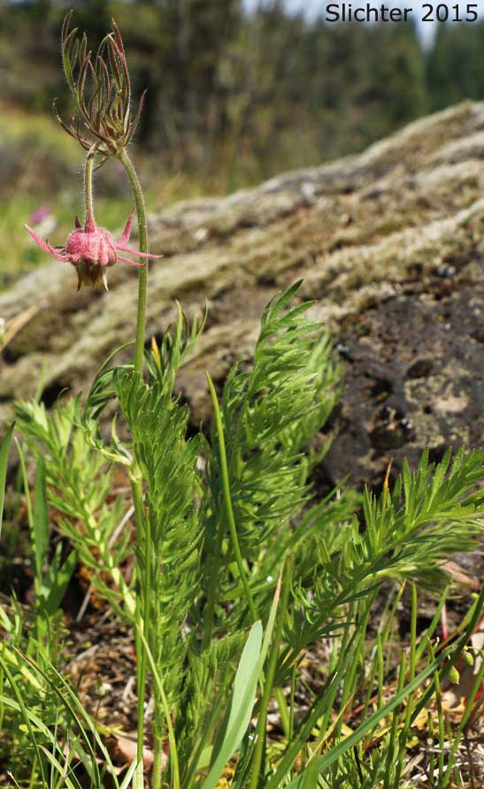 Old Man's Whiskers, Old-man's Whiskers, Prairie Smoke, Red Avens: Geum triflorum (Synonyms: Erythrocoma campanulata, Erythrocoma ciliata, Geum campanulatum, Geum ciliatum, Geum triflorum var. campanulatum, Geum triflorum var. ciliatum, Geum triflorum var. triflorum, Sieversia campanulata, Sieversia ciliata)