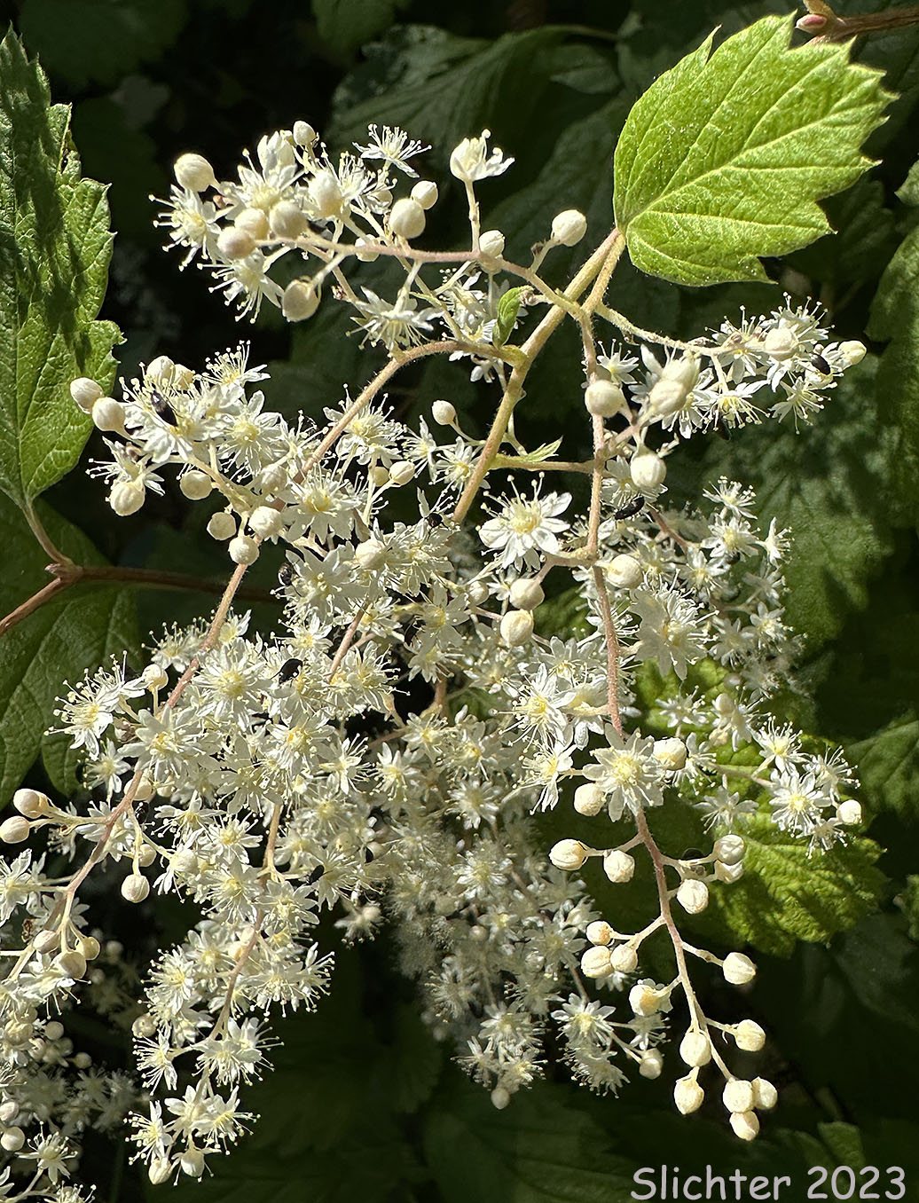 Inflorescence of Ocean-spray, Creambush Ocean Spray, Indian Arrowwood: Holodiscus discolor var. discolor (Synonyms: Holodiscus discolor var. franciscanus, Holodiscus discolor var. glabrescens)