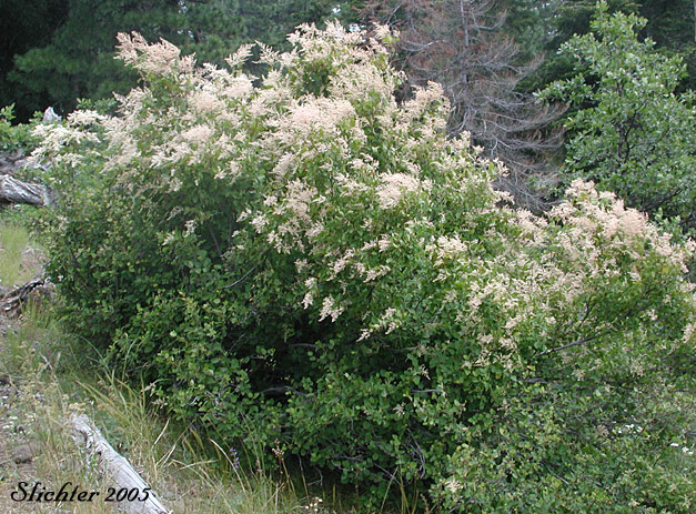 Ocean-spray, Creambush Ocean Spray, Indian Arrowwood: Holodiscus discolor var. discolor (Synonyms: Holodiscus discolor var. franciscanus, Holodiscus discolor var. glabrescens)