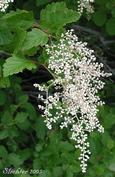 Ocean-spray, Creambush Ocean Spray, Indian Arrowwood: Holodiscus discolor var. discolor (Synonyms: Holodiscus discolor var. franciscanus, Holodiscus discolor var. glabrescens)