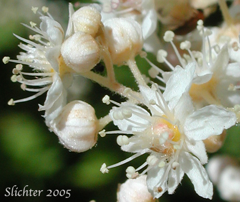 Close-up of the flowers of Ocean-spray, Creambush Ocean Spray, Indian Arrowwood: Holodiscus discolor var. discolor (Synonyms: Holodiscus discolor var. franciscanus, Holodiscus discolor var. glabrescens)