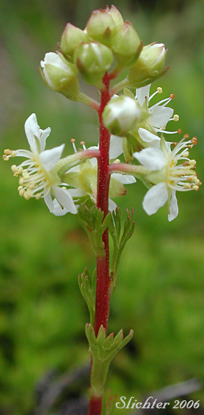 Luetkea, Partridgefoot, Partridge Foot: Luetkea pectinata (Synonyms: Eriogynia pectinata, Saxifraga pectinata, Spiraea pectinata)