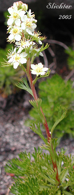 Luetkea, Partridgefoot, Partridge Foot: Luetkea pectinata (Synonyms: Eriogynia pectinata, Saxifraga pectinata, Spiraea pectinata)