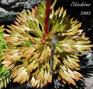 Basal leaf cluster of Luetkea, Partridgefoot, Partridge Foot: Luetkea pectinata (Synonyms: Eriogynia pectinata, Saxifraga pectinata, Spiraea pectinata)